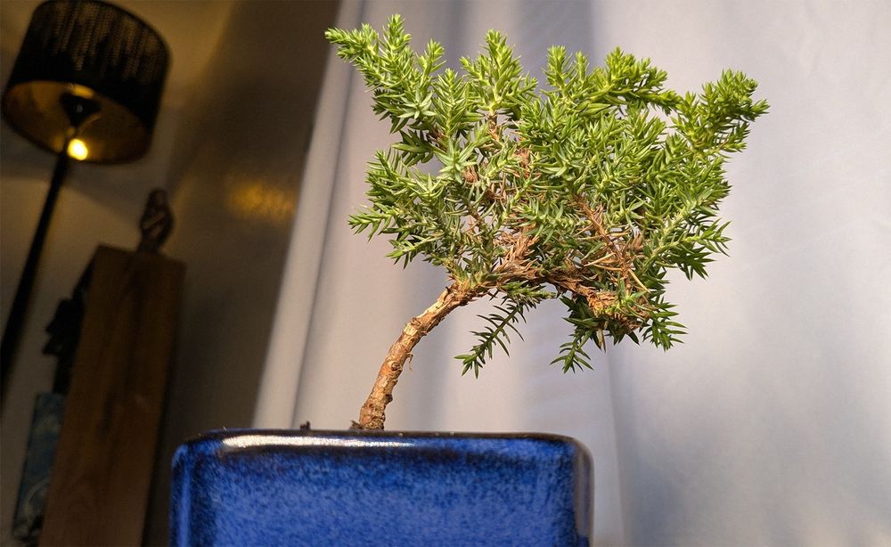 healthy baby bonsai tree in a blue pot