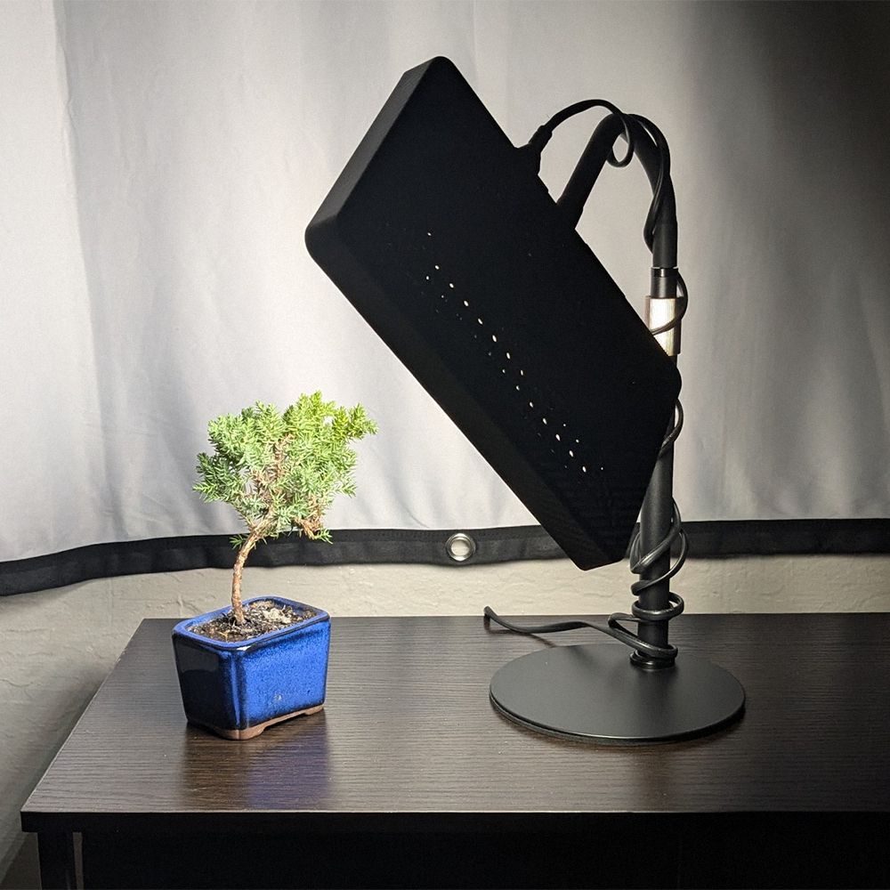 smol juniper; larger lamp