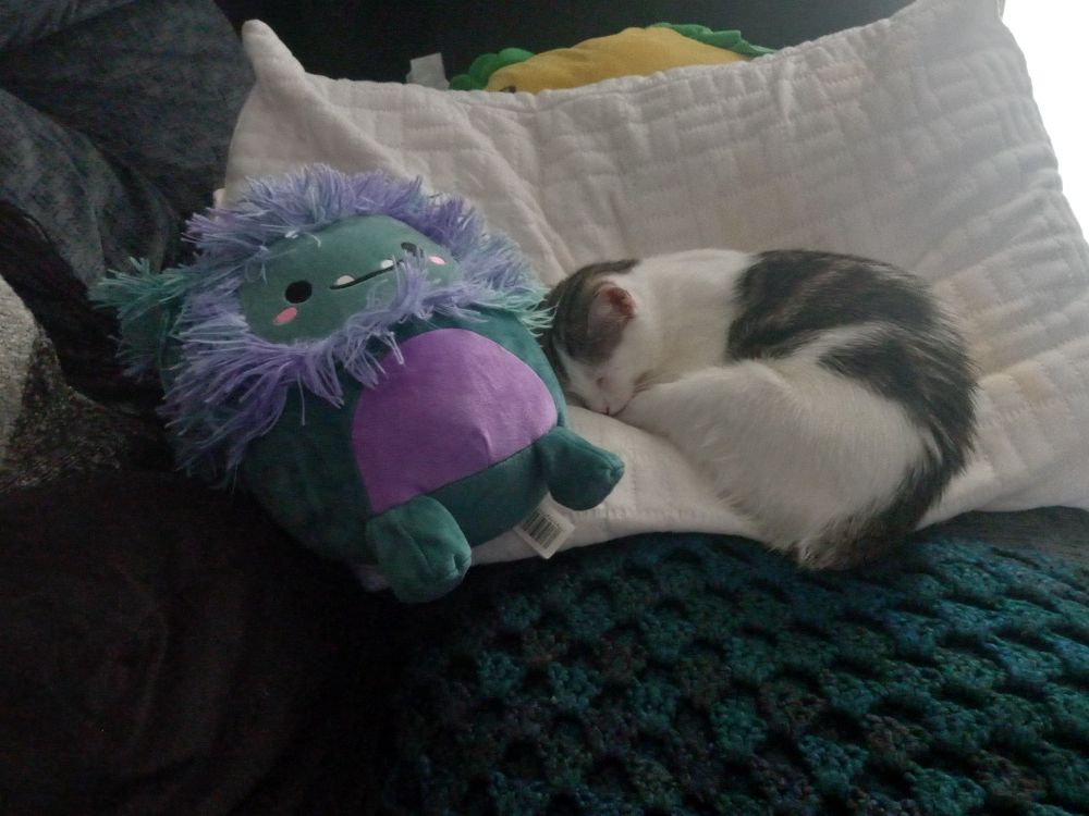 Vivi curled up next to a squashmallow