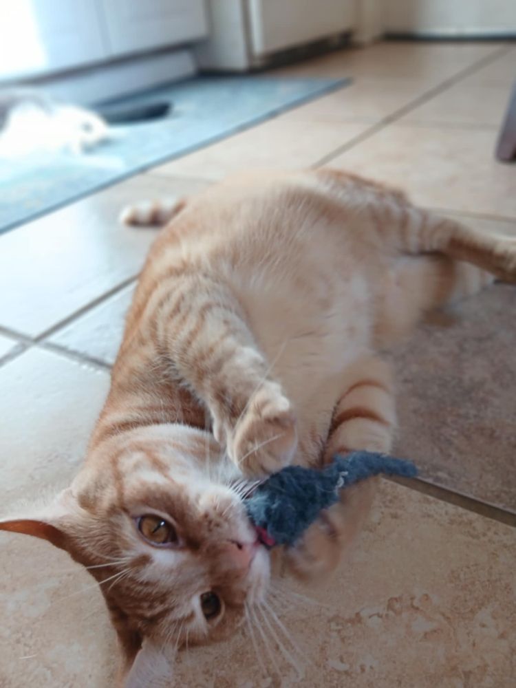 An orange cat with amber eyes lying on tile attacking a toy mouse. Very fierce. Lil blep.