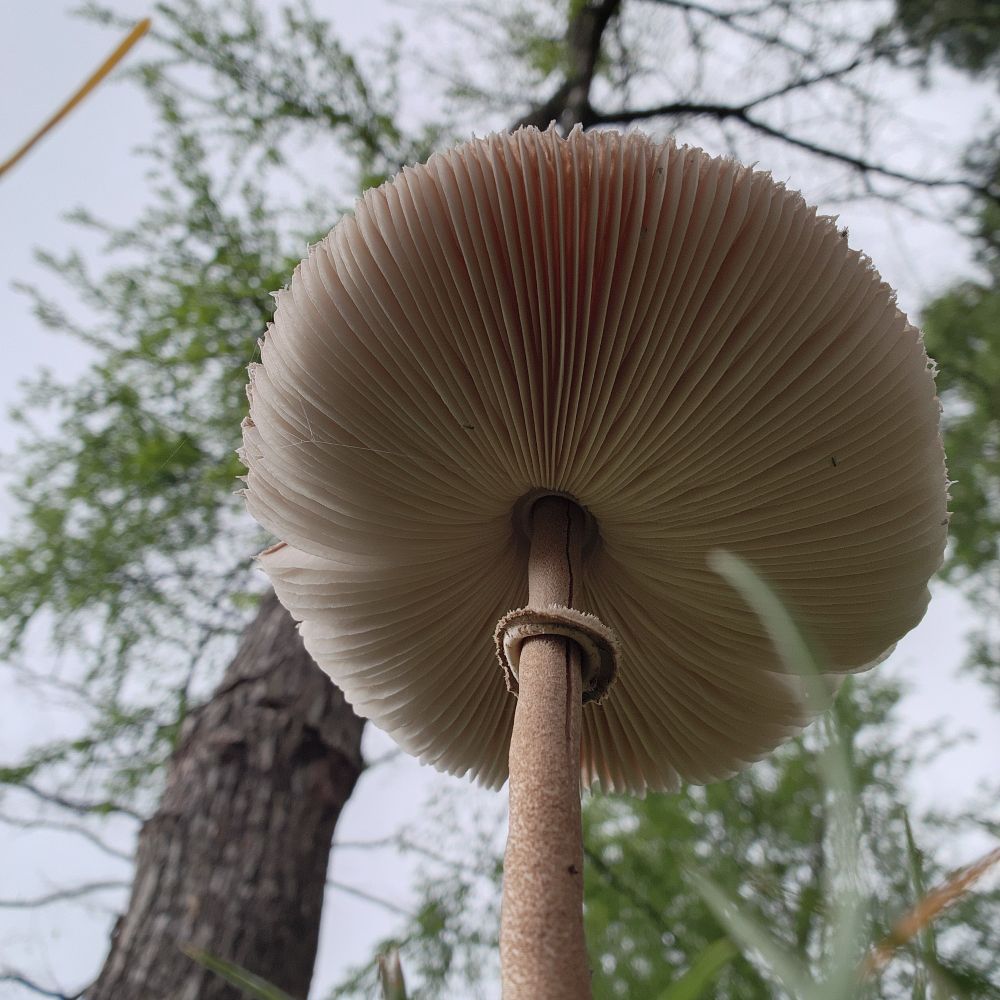 View looking up to the underside of a fungi with gills and a large pine tree in the background 