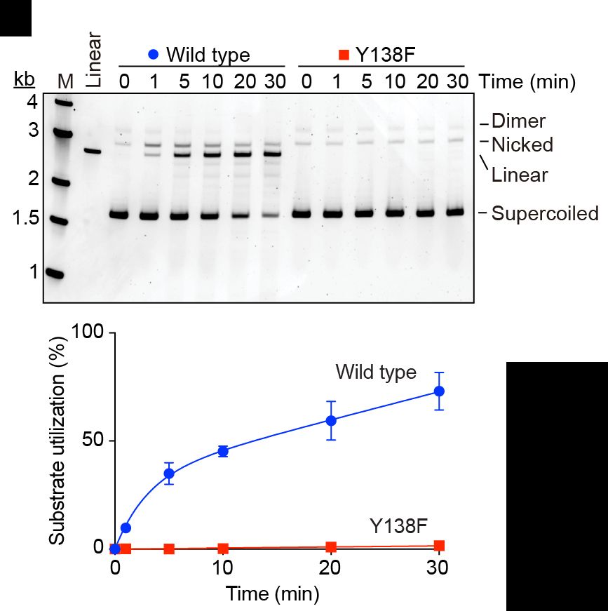 Experimental results showing DNA break formation by purified SPO11 protein. Above is an image of an electrophoresis gel, below is a graph showing quantification of the DNA cleaving activity