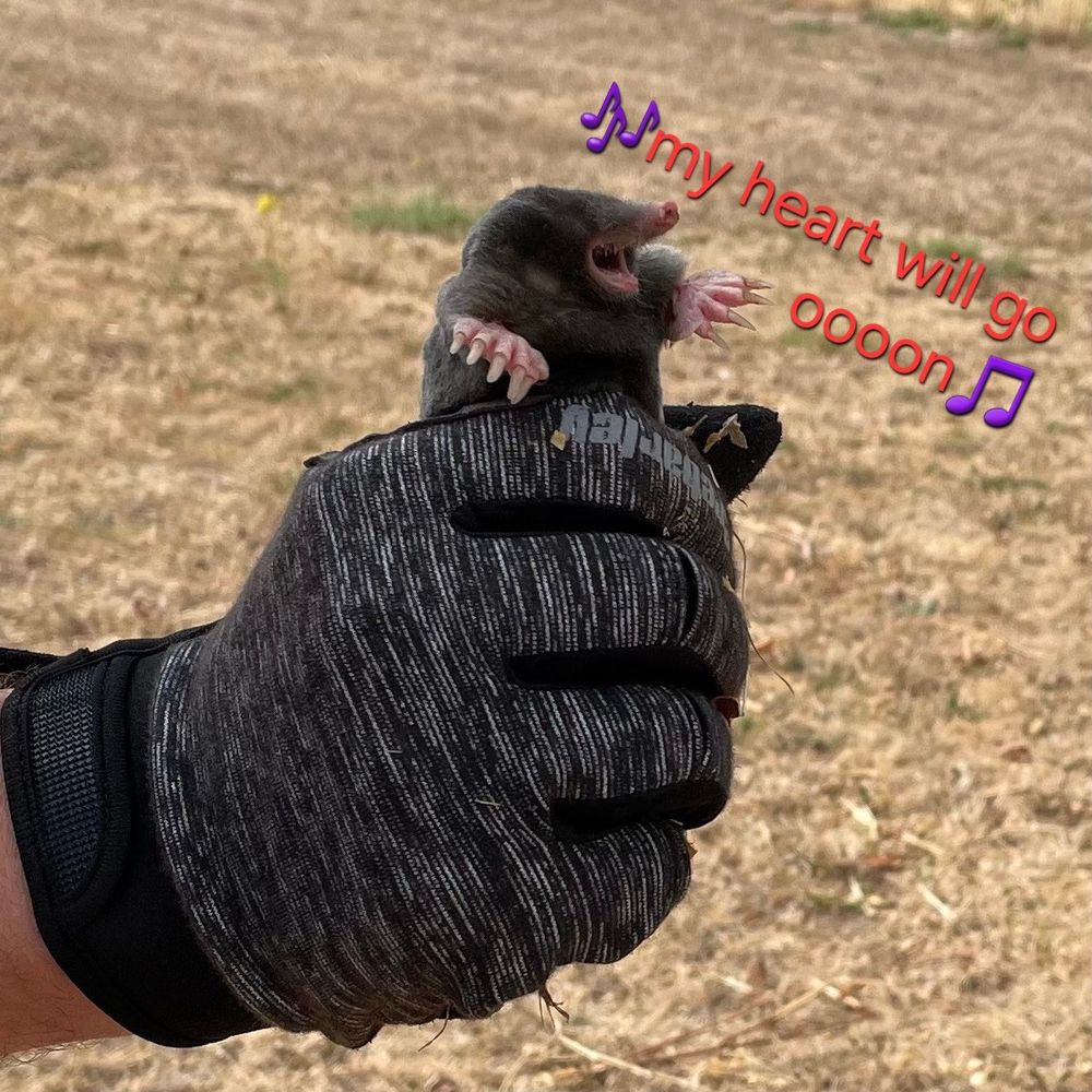 Maulwurf in der Hand singt "my heart will go on"