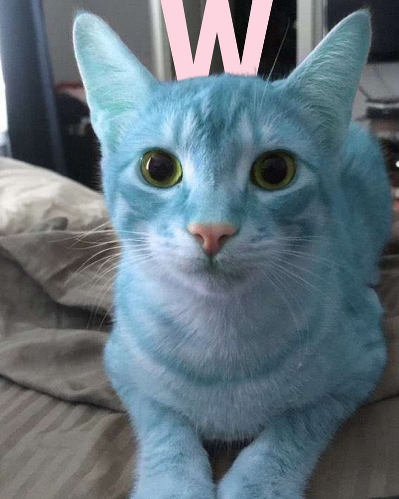 Teal colored cat with a "W" above it