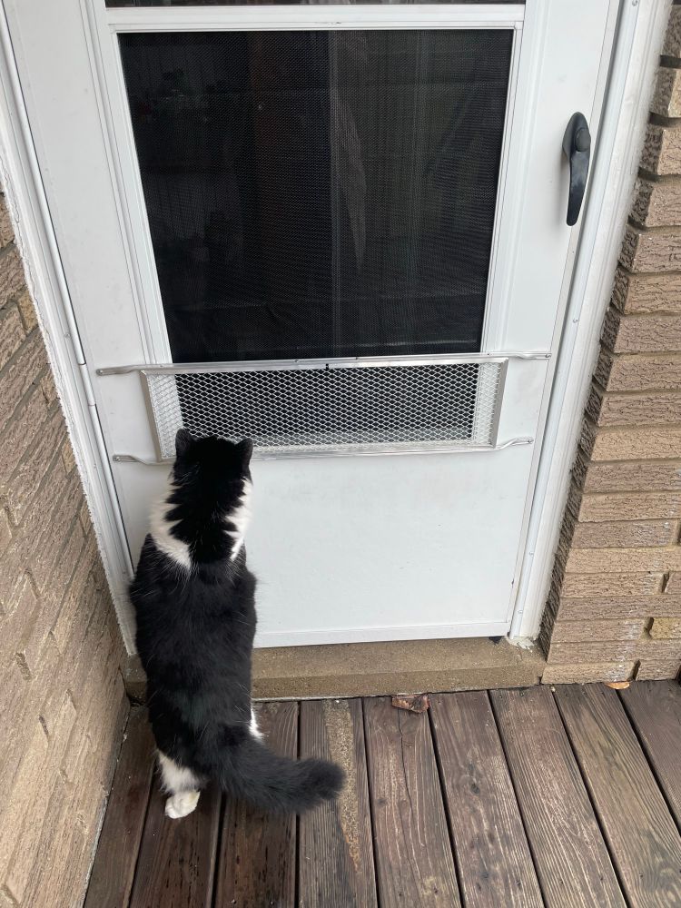 A very fuzzy black and white cat standing up on his hind legs to sniff a metal screen protector that has been placed on the outside of a white screen door. The protector covers the lower quarter of the screen. 

