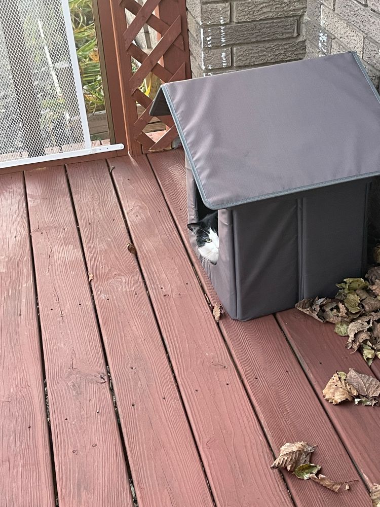 A fluffy black and white cat is peeping out of a small gray cat shelter. The shelter is on a red wooden deck, and there is a pile of dried leaves next to the shelter. 