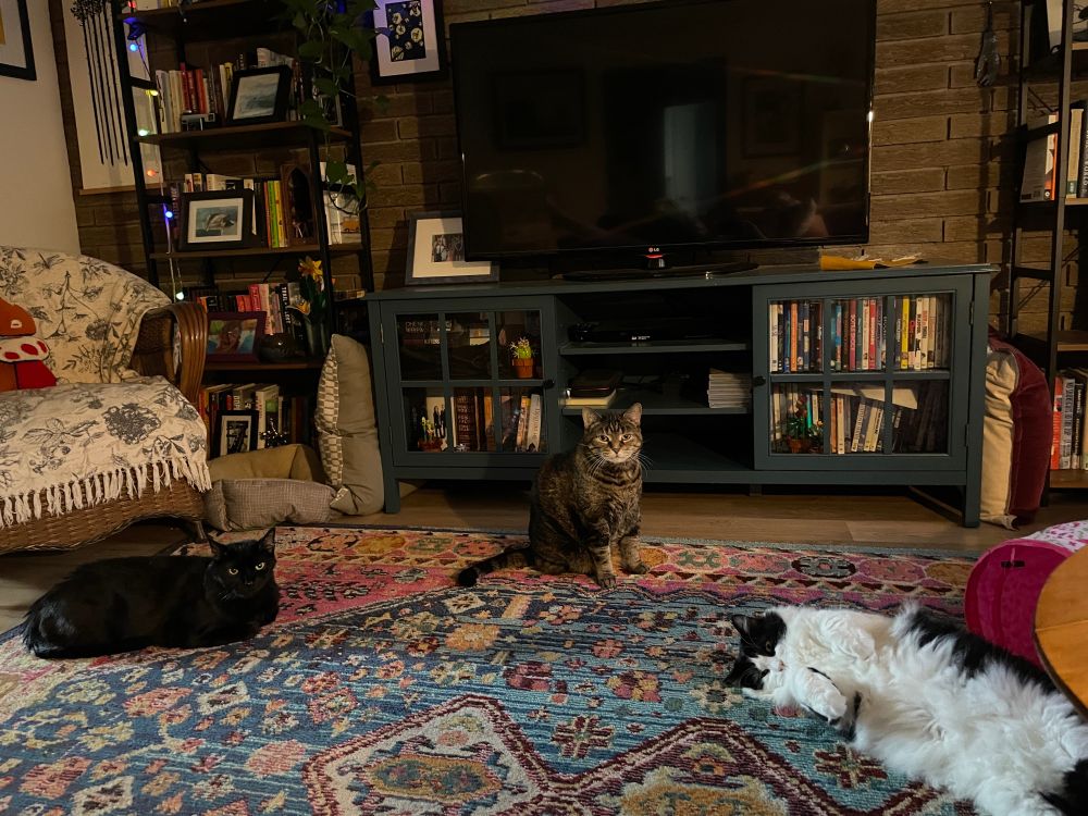 Three cats on a floral rug. A black cat with yellow eyes is curled up in a loaf on the left, a brown and black tabby with a white chin is sitting in the center, and a very fluffy black and white cat is lying on his back with his belly exposed on the right. All three of them are looking at the camera in an expectant way. 