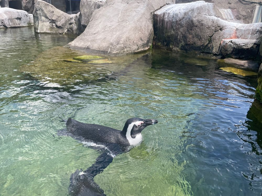 A beautiful black and white penguin swimming in an outdoor enclosure. 