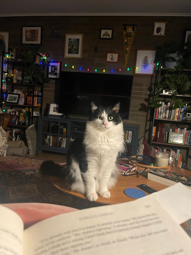 A fuzzy black and white cat sits on a coffee table staring into the camera with an expectant expression. He is clearly plotting something.