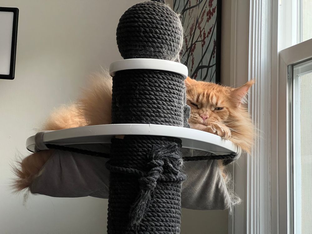 Рокфор (рудий кіт породи мейн кун) відпочиває в гамачку з сумним лицем