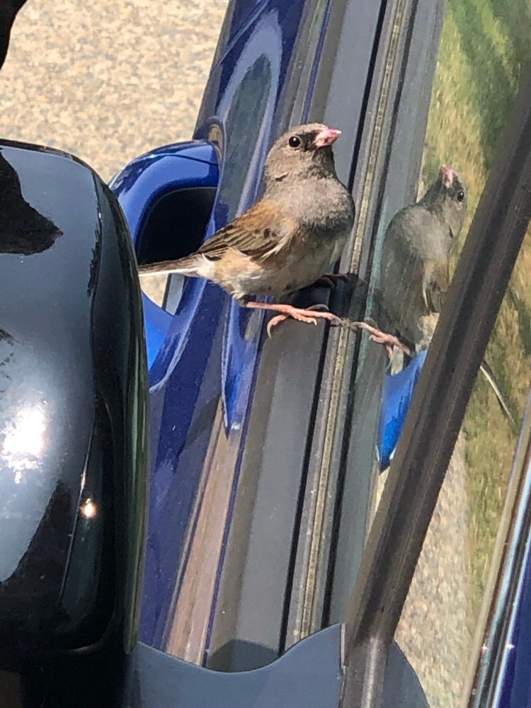 Dark eyed junco, a sparrow type bird, clinging to the edge of the window frame on a blue car after being disturbed by garden watering. 