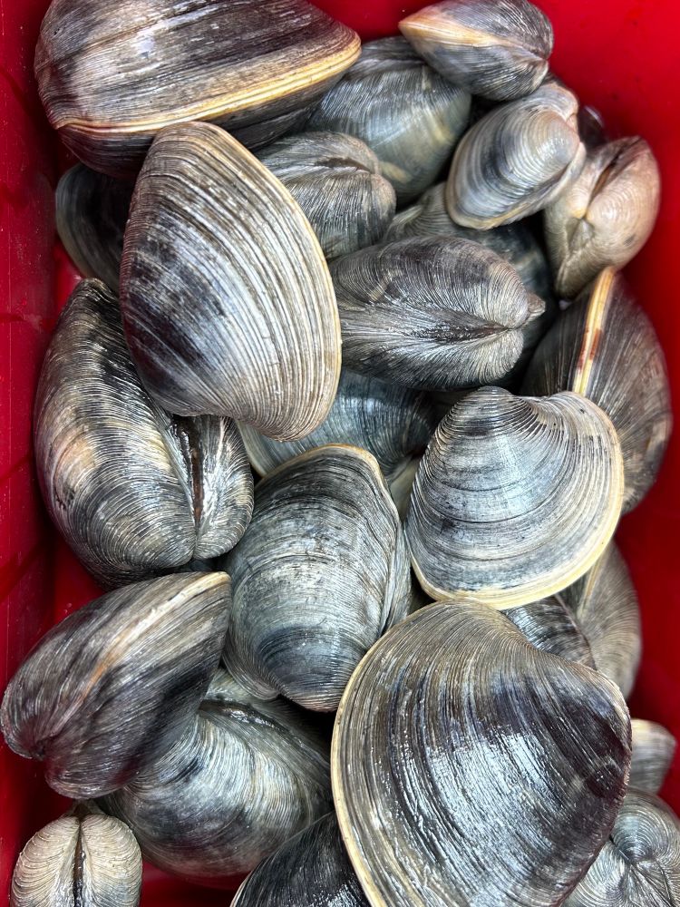 Clams 