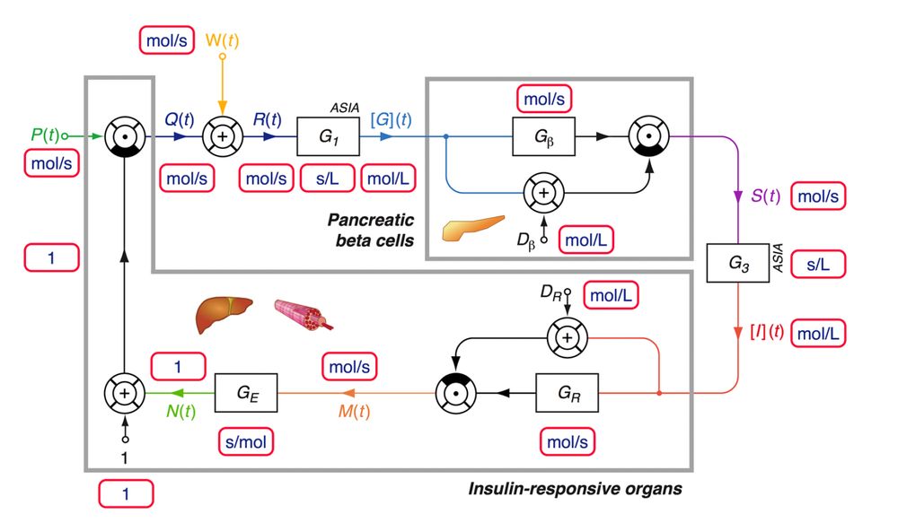 Information processing structure of the feedback model. [G](t): glucose concentration; S(t): insulin secretion rate; [I](t): insulin concentration; M(t): proximal insulin signalling; N(t) distal insulin signalling; P(t): constitutive glucose production rate; Q(t): regulated glucose production rate; W(t): intestinal glucose absorption rate; R(t): glucose arrival rate. G1 and G3 represent gains of ASIA elements. Units of measurement are displayed in the small, rounded boxes with red margins.