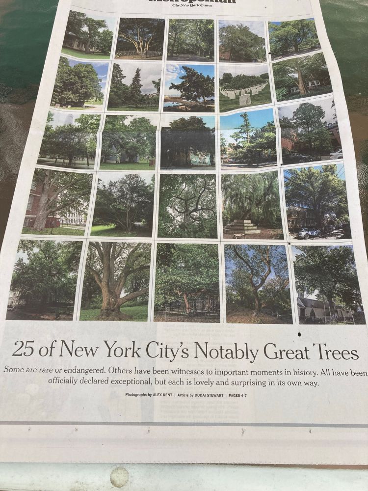25 tree portraits 