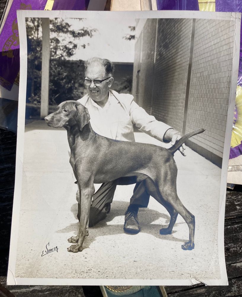 A man and his pointer (hunting dog) c1960