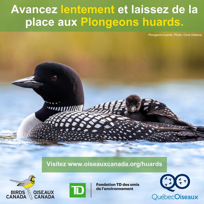 Un huard à collier avec un petit sur le dos, texte Avancez lentement et laissex de le place aux Plongeons huards