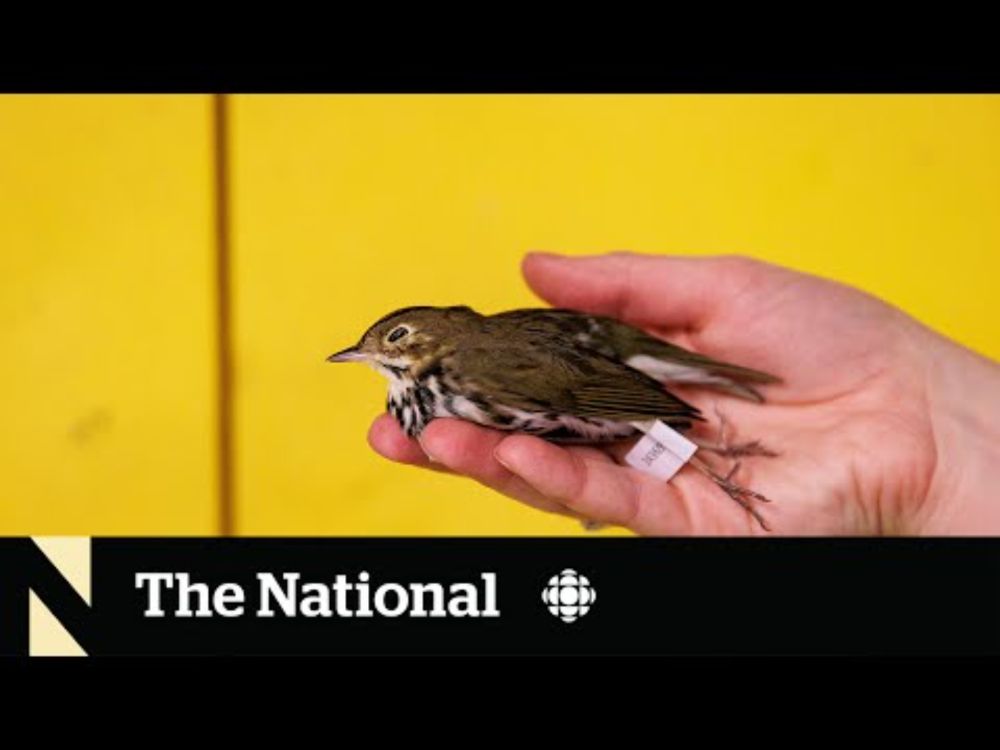 Canadian cities look to reduce bird deaths from window collisions