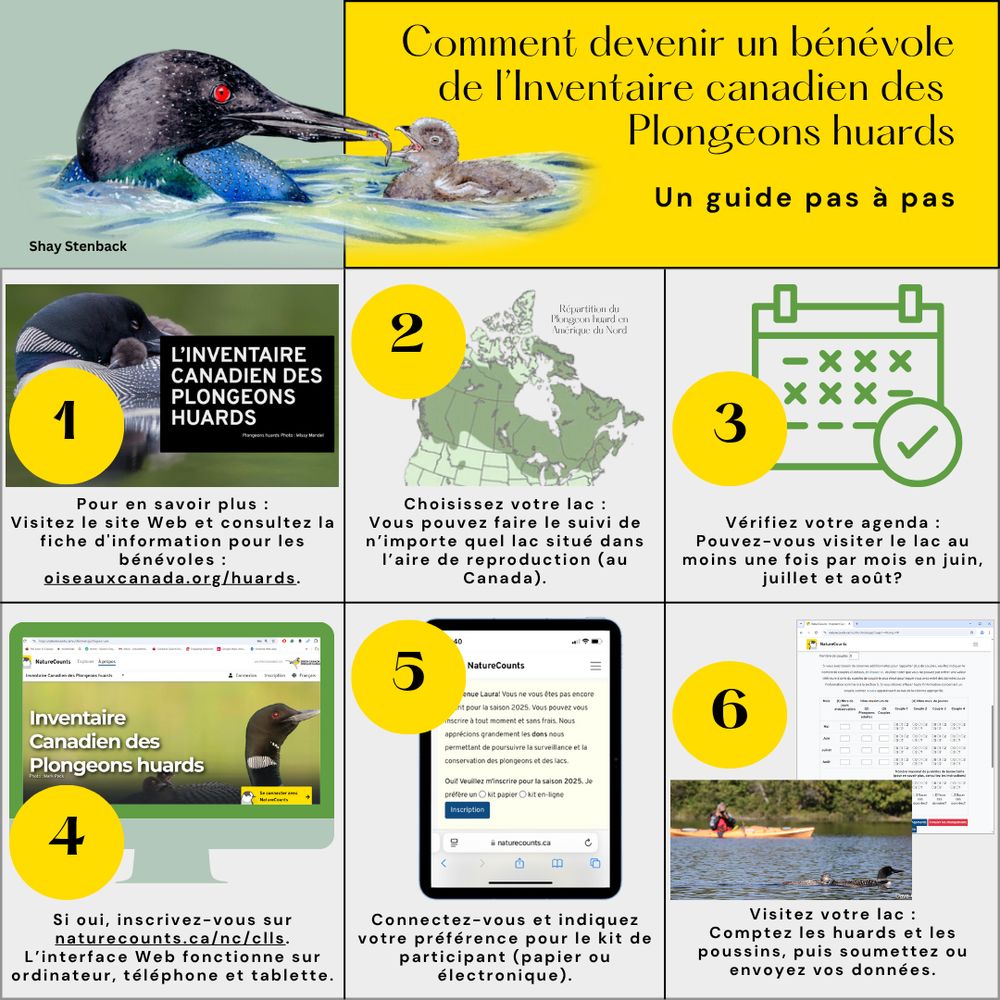 Infographie expliquant comment participer au l'inventaire canadien des Plongeons huards : 1 - en savoir plus, 2 - choisir votre lac, 3 - déterminer si vous passez suffisamment de temps sur le lac, 4 - vous inscrire, 5 - choisir votre type de kit, 6 - participer au recensement.