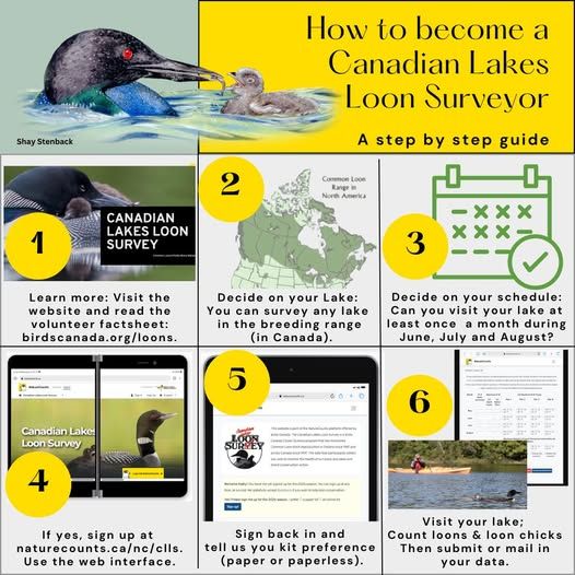 Infographic explaining how to join the Canadian Lakes Loon Survey: 1 - learn more, 2 - decide your lake, 3 - decide if you are on the lake enough, 4 - sign up, 5 - choose your kit type, 6 - go survey.