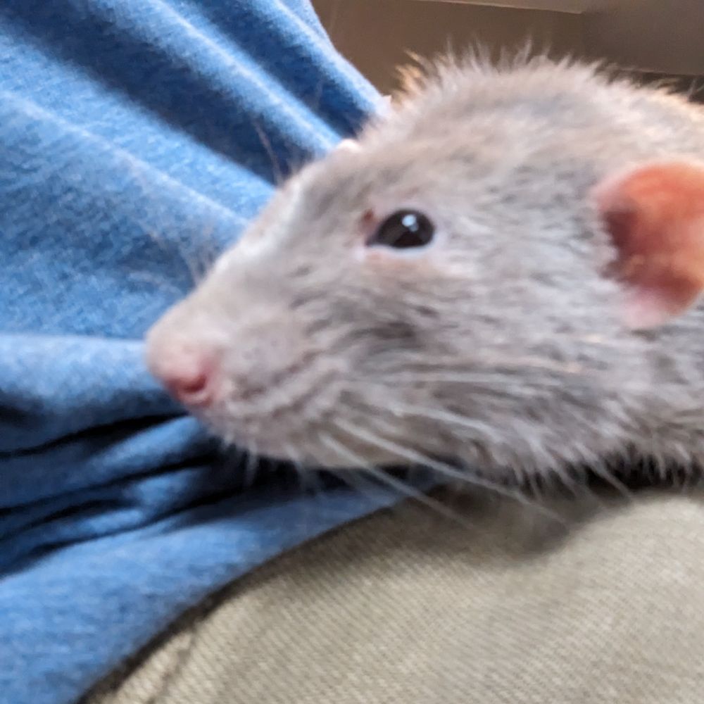 Another picture of the same rat