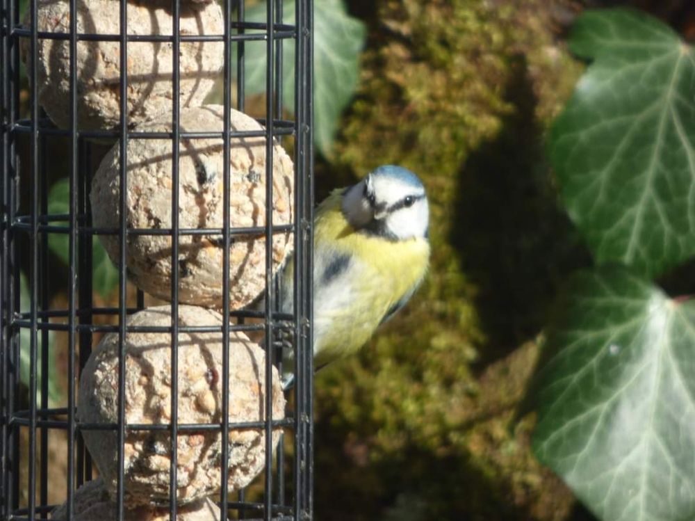 Nourrir les oiseaux 🐦
permet de les photographier plus facilement 🐦
Je vous souhaite une agréable semaine à venir 🌷