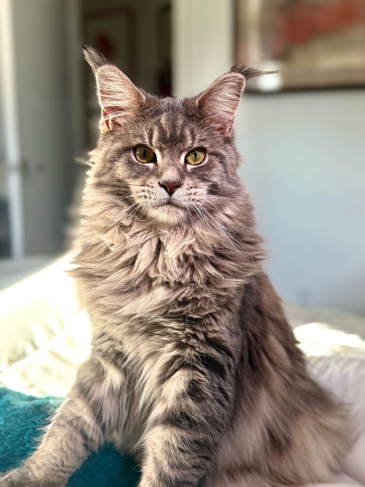 Riki, Maine Coon 10 months