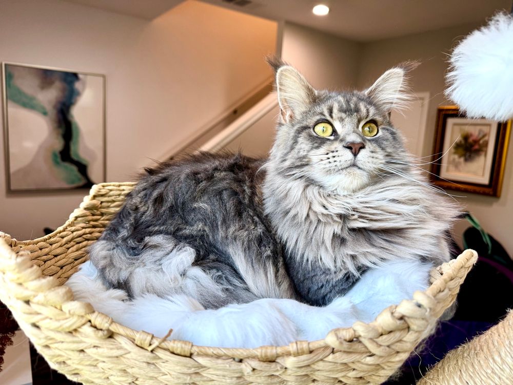 Maine coon kitten 10 months, named Riki