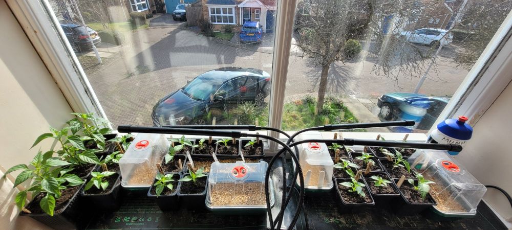 Windowsill seedlings & sowing Chambers under grow lights