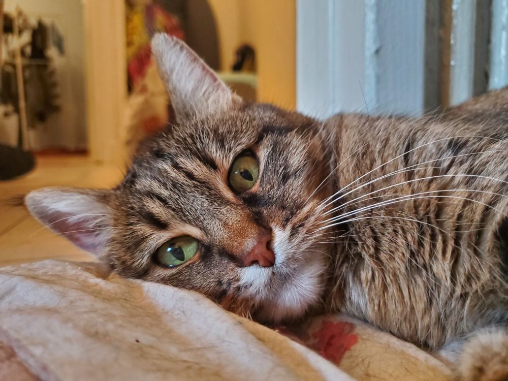 Photo portrait rapproché de Nina le chat allongée sur son plaid