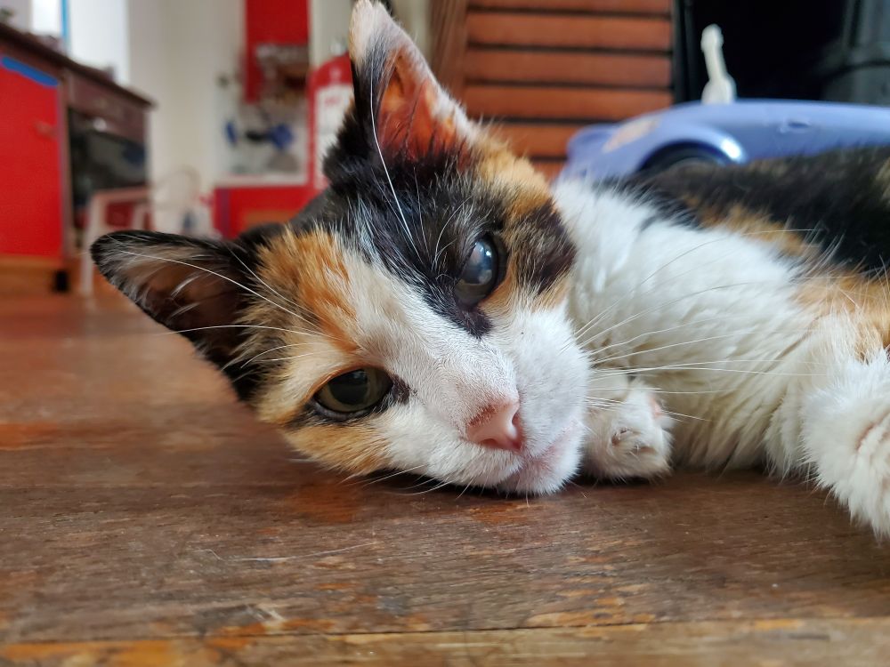 Vieux chat tricolore allongé qui regarde vers l'objectif 