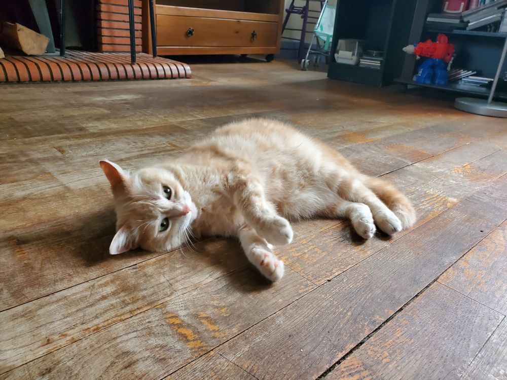 Photo de chat allongé sur le plancher