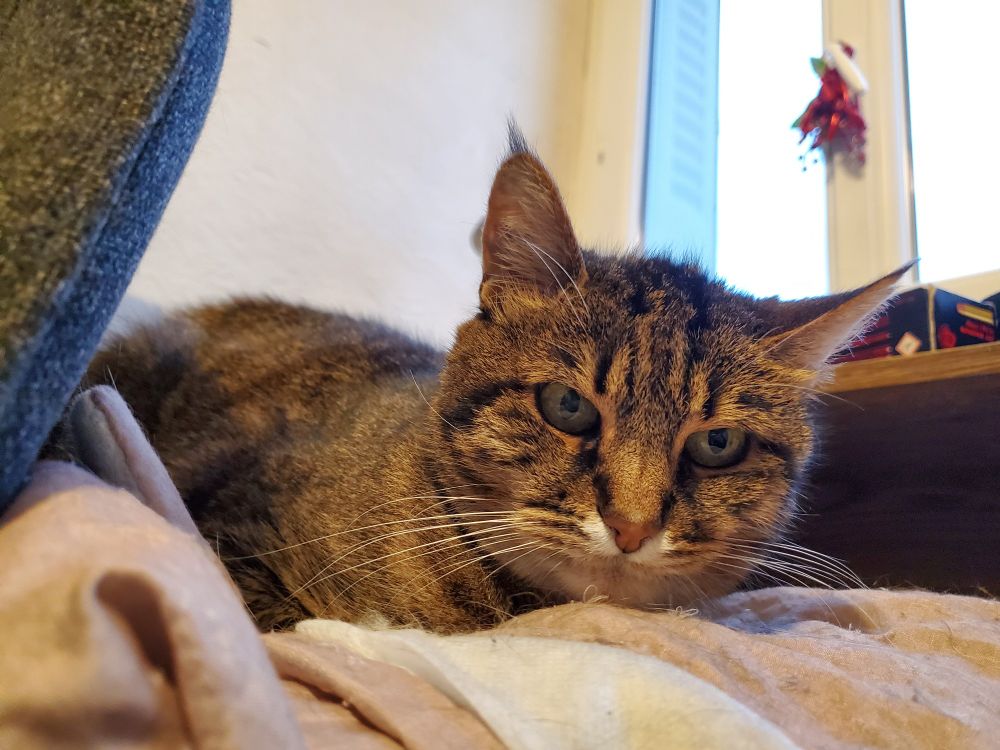 Photo d'un chat tigré sur une couverture qui regarde vers la droite