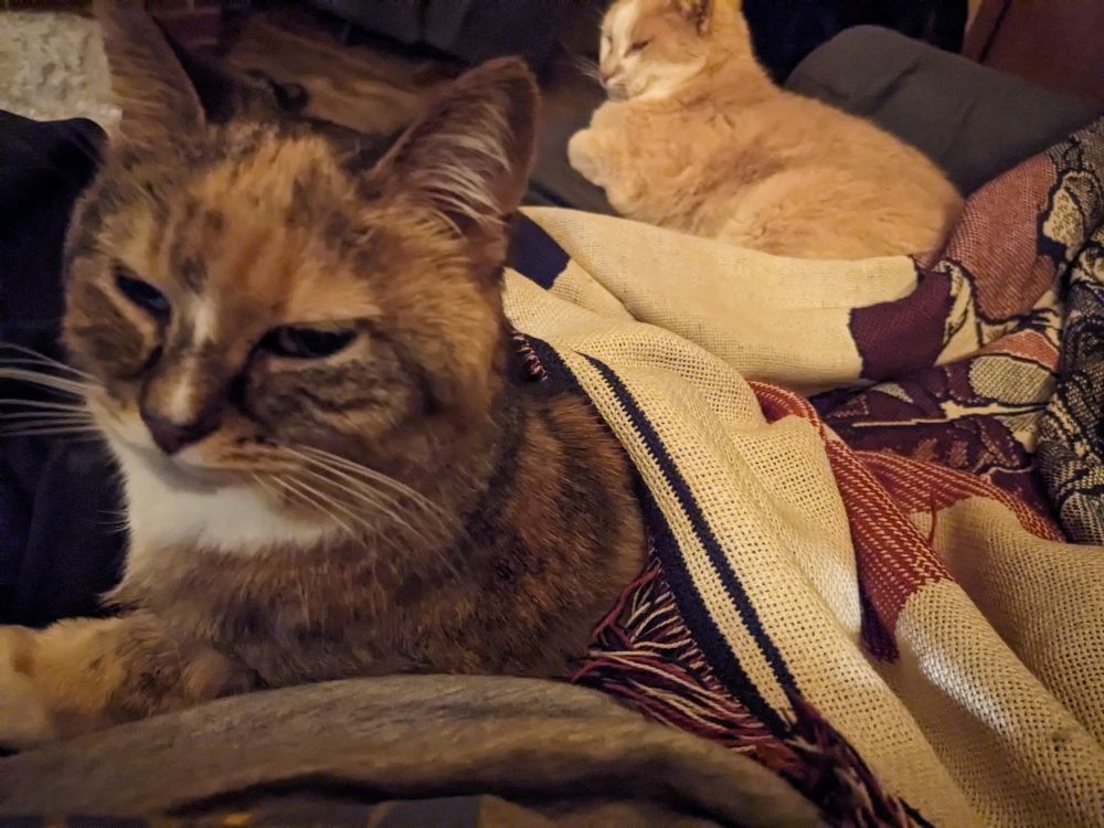 a brown/white/black cat is tucked under a blanket and a cream color cat lays at the foot of a sofa.