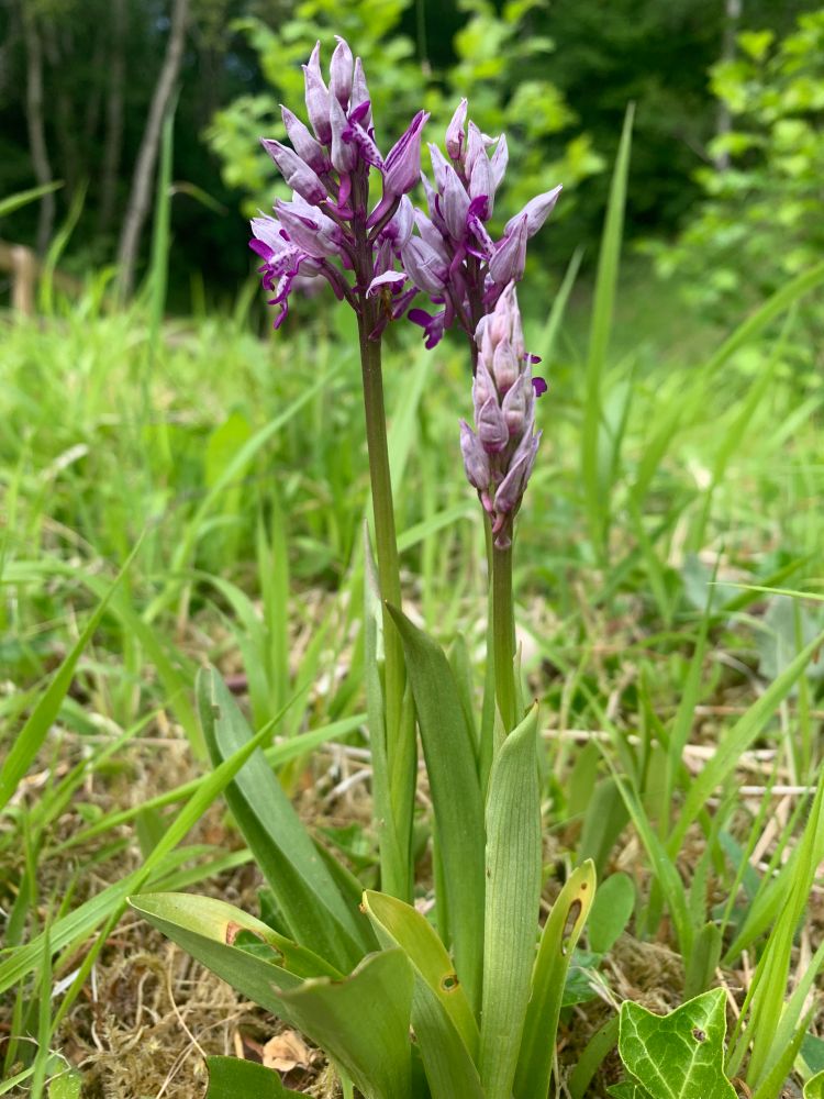 Military Orchid