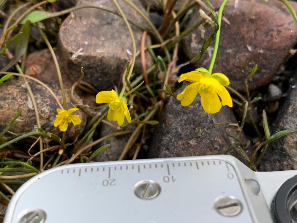 With scale. R. reptans has flowers less than 5mm across