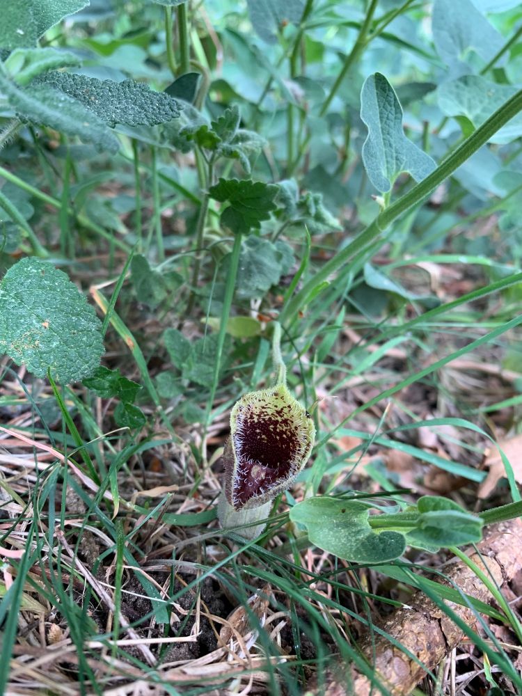 Breckland Birthwort