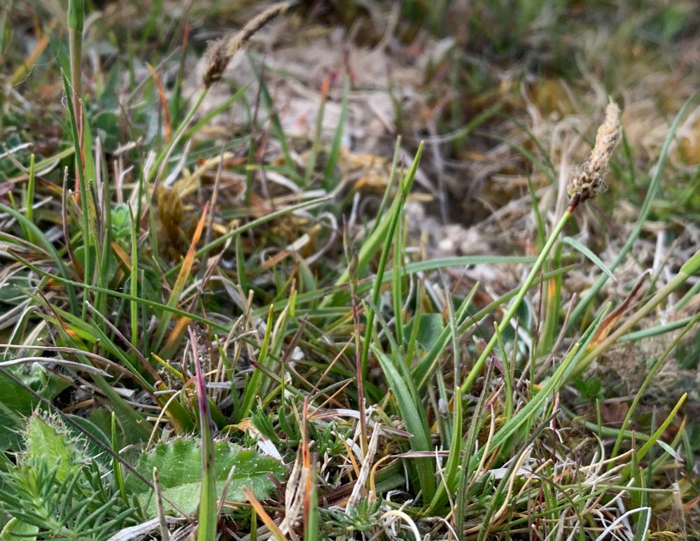 Rare Spring Sedge