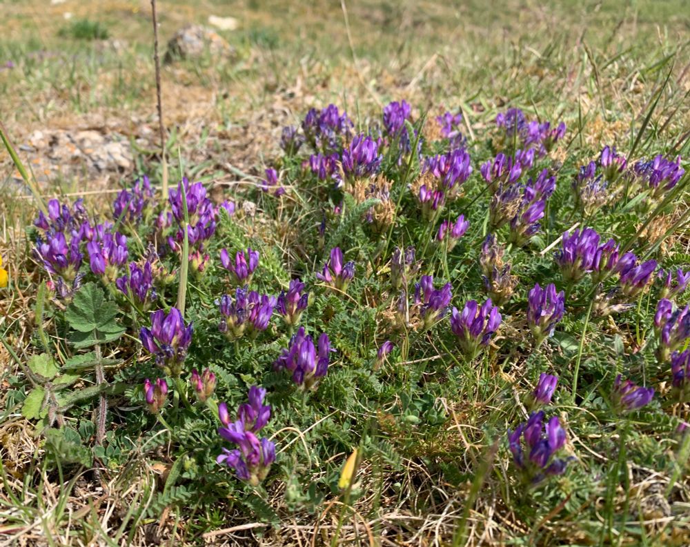Purple Milk-vetch