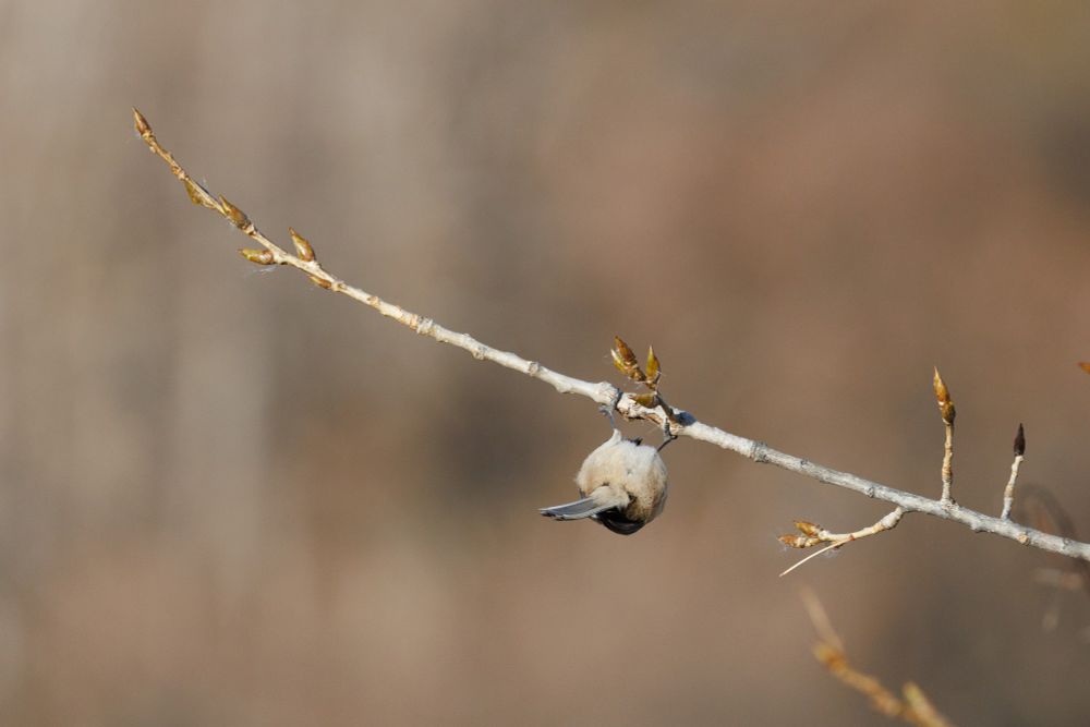 chickadee upside down on a branch