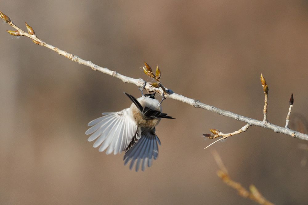 chickadee upside down on a branch with wings outstretched