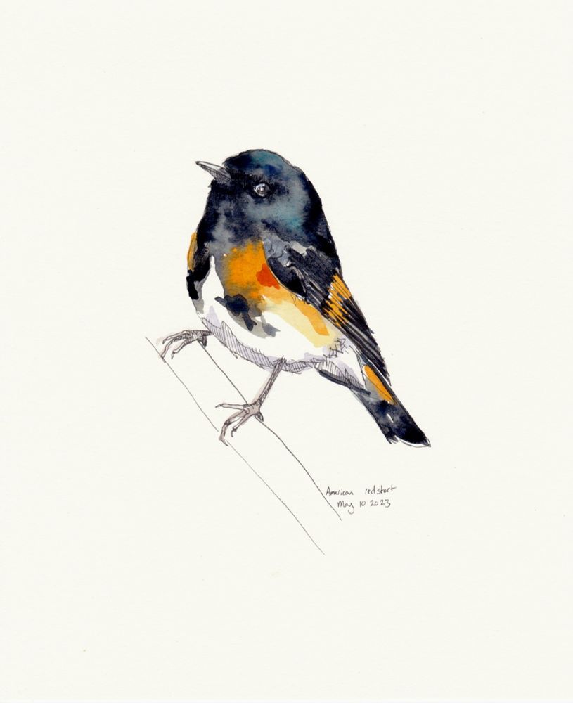 American redstart drawn by me in 2023