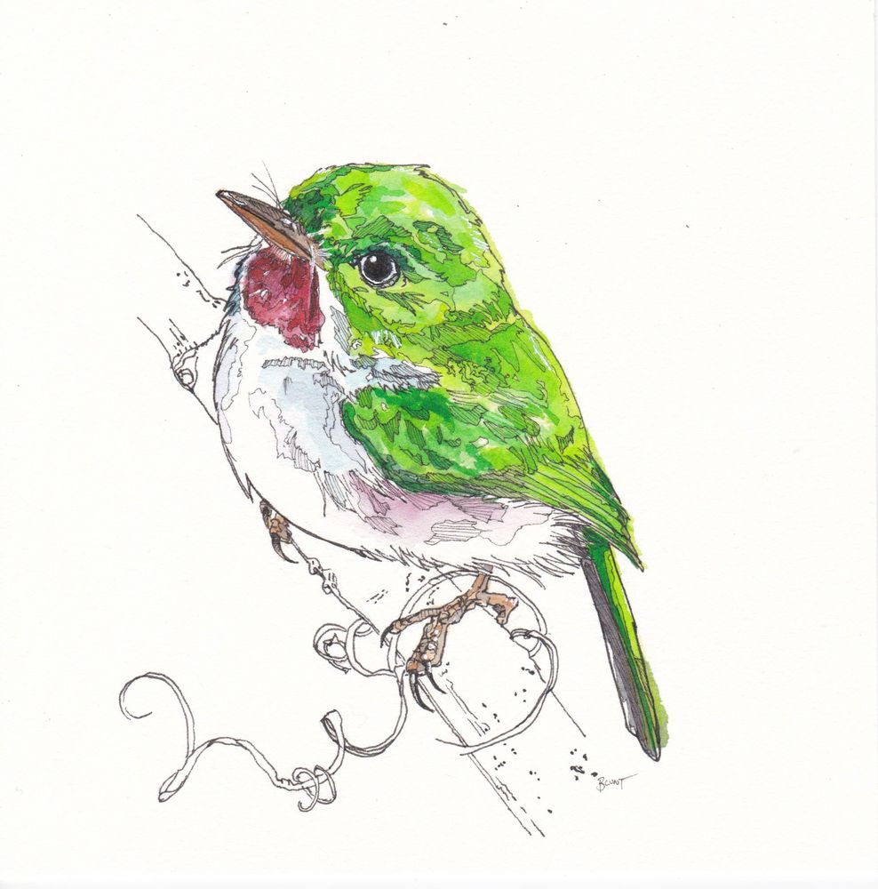Watercolour drawing of a Cuban tody by me.