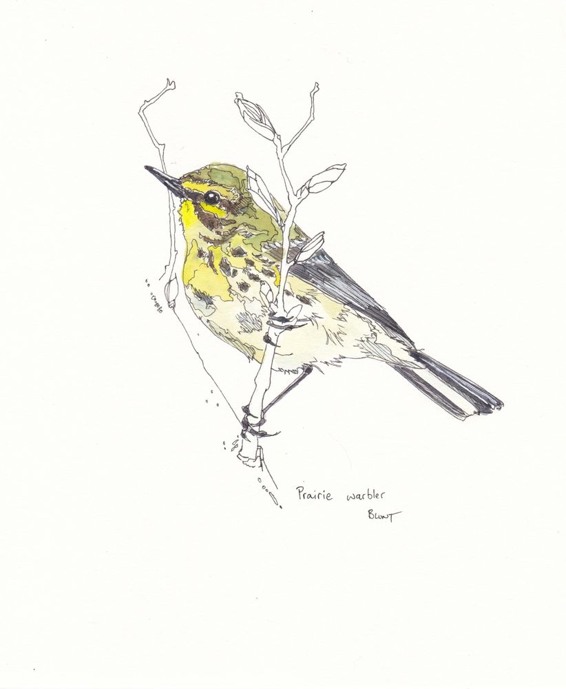 Watercolour and ink drawing of a prairie warbler by me