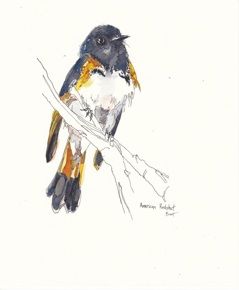 American redstart drawn by me in 2024
