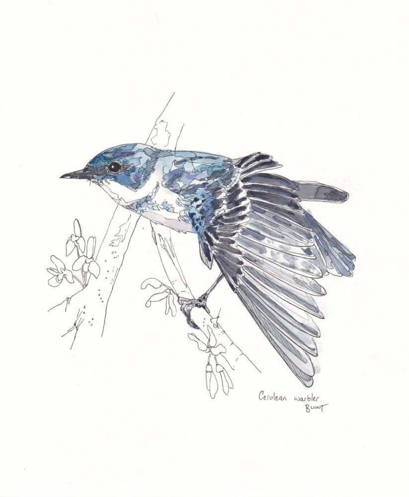 Watercolour drawing of a cerulean warbler by me