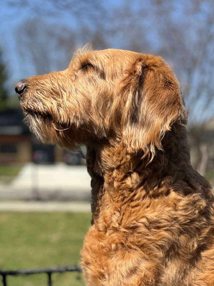 Portrait of a shaggy golden dog