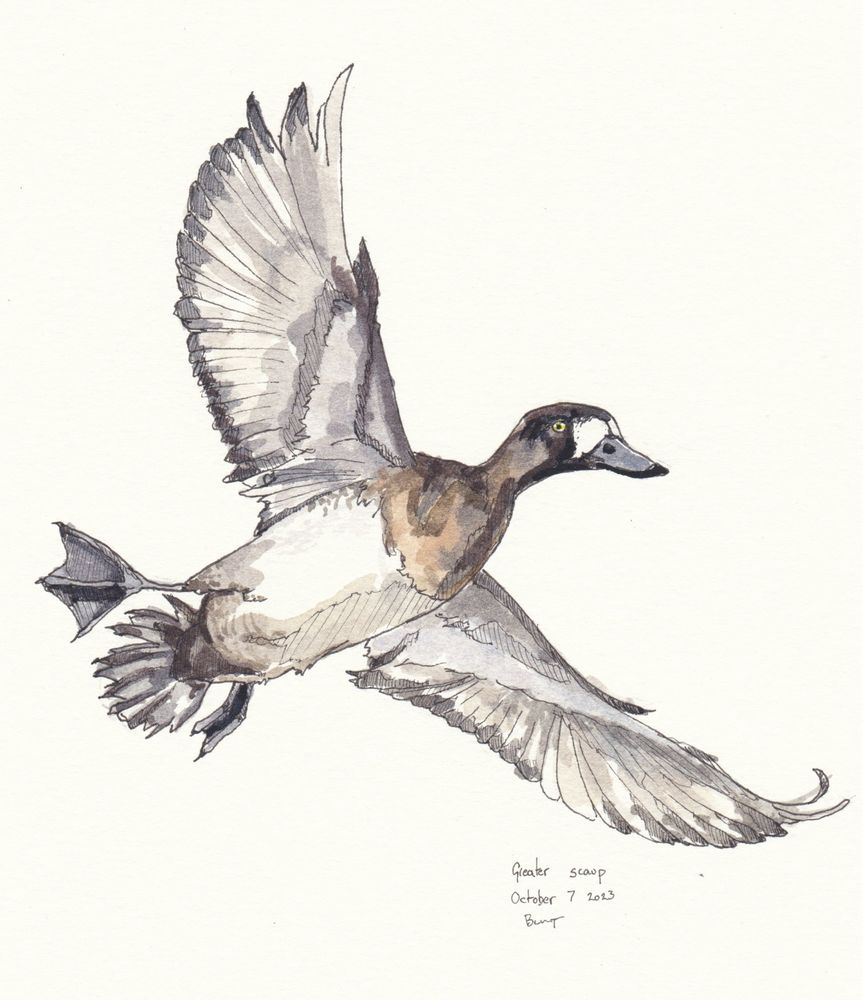 My ink and watercolour drawing of a greater scaup