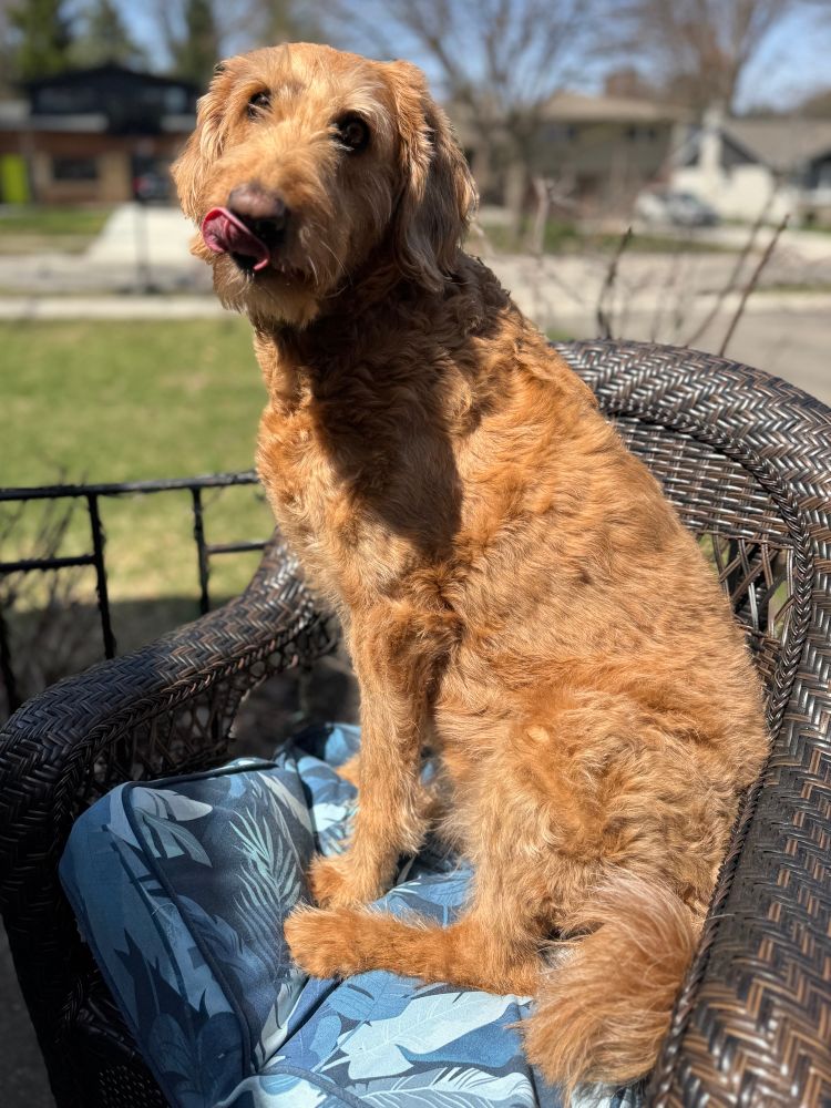 Shaggy golden dog sitting in the sun on a chair outside
