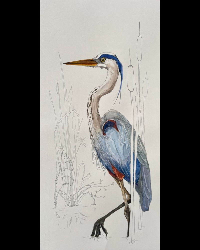 A large watercolour and ink drawing of a great-blue heron by me.  It close to life size.

The heron contains the only colour in the piece. With a sense of controlled stillness and purpose, the marsh king silently wades through the cattails and aquatics plants of his realm. Leaving things as undisturbed as possible but for small ripples around his lifting foot. 

There is a sharpness, a danger to the serenity of the scene. A danger easily missed if the heron had been cloaked in the colours of his marsh.

The beautiful blues, coppers and trailing feathers distract us briefly from the fierce ancient gaze and knowledge that he is the balance of life and death in his world.