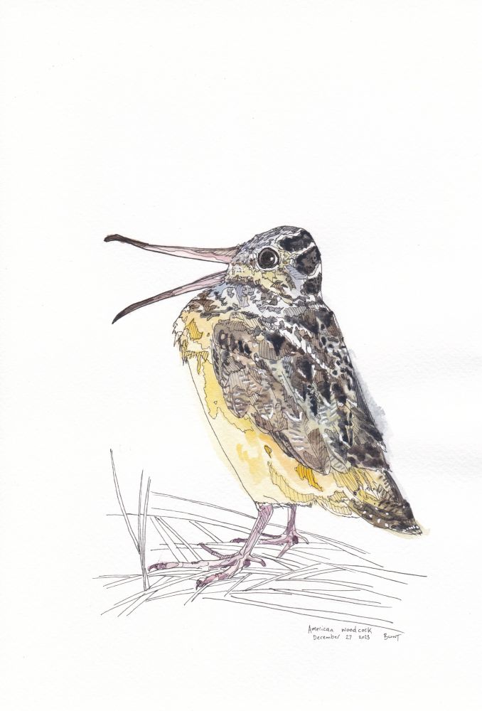My drawing of an American woodcock